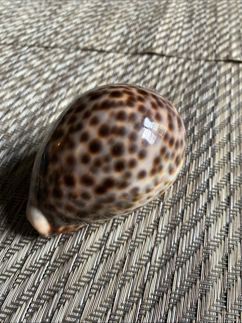 Glossy 3" Tiger Cowrie Sea Shell – Natural Decorative Specimen (Cypraea Tigris)